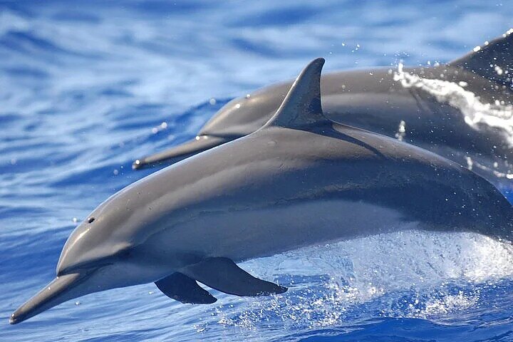 Samadai Reef (Dolphin House)