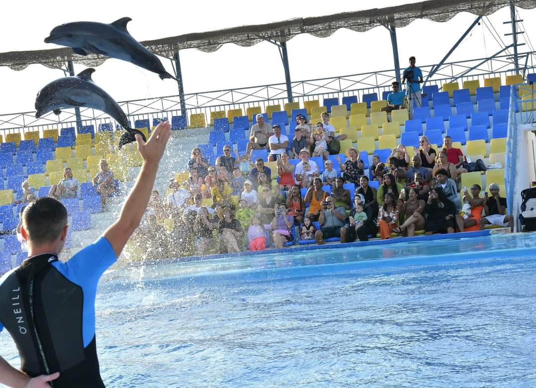 Dolphin show in Sharm
